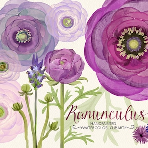 Watercolor purple lavender ranunculus flowers, hand painted, bouquet florals, clip art, wedding invitation, buttercups, party stationery