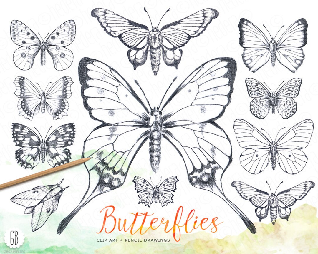 Butterfly, Pencil Hand Drawn, Vintage Inspired, Butterflies Drawing