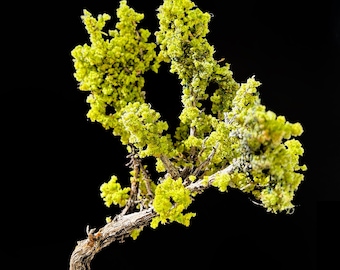 Tree House Trio Green Completed Model Tree Miniature For Dioramas, Railway Railroad Layout Scenery