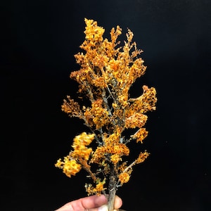Large Orange or Yellow Sugar Maple Autumn Fall Model Tree Miniature Custom For Dioramas, Wargaming, Railway Railroad Layout