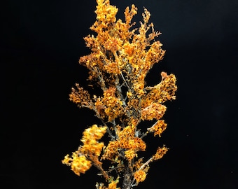 Handmade Shaggy Bark Hickory Completed Model Tree: Diorama Scenery