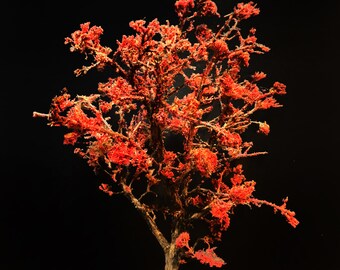 Large Red Autumn Fall Model Tree Miniature Custom For Dioramas, Wargaming, Railway Railroad Layout