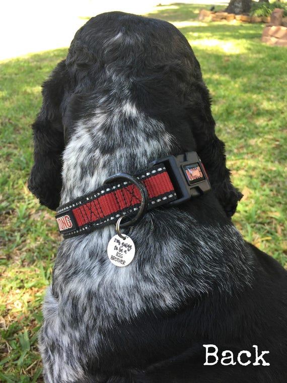 Dog Cat Pregnancy Announcement Big Brother Dog Big Sister Dog
