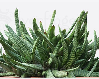 GASTERIA CARINATA VERRUCOSA Thick Warty Leaf Hardy Succulent Desert Plant