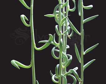 String of Pearls / String of Bananas Plant — Senecio radicans — Easy to Grow Hanging Succulent