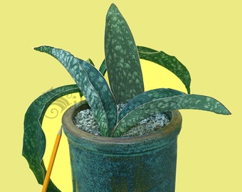 Sansevieria elliptica Horwood FKH 424 Kenya Leaf + Roots Robust Healthy Plant
