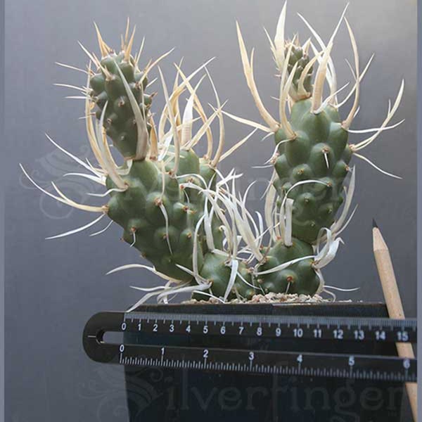 Paper Spine Cactus LIVE PLANT — Not Seeds — Tephrocactus articulatus papyracanthus