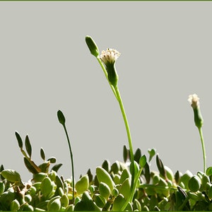 String of Pearls Plant Senecio Herreianus Easy to Grow Hanging Succulent image 2