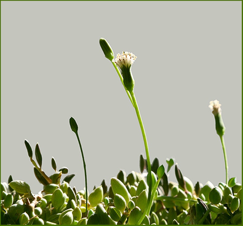 String of Pearls Plant Senecio Herreianus Easy to Grow Hanging Succulent image 2