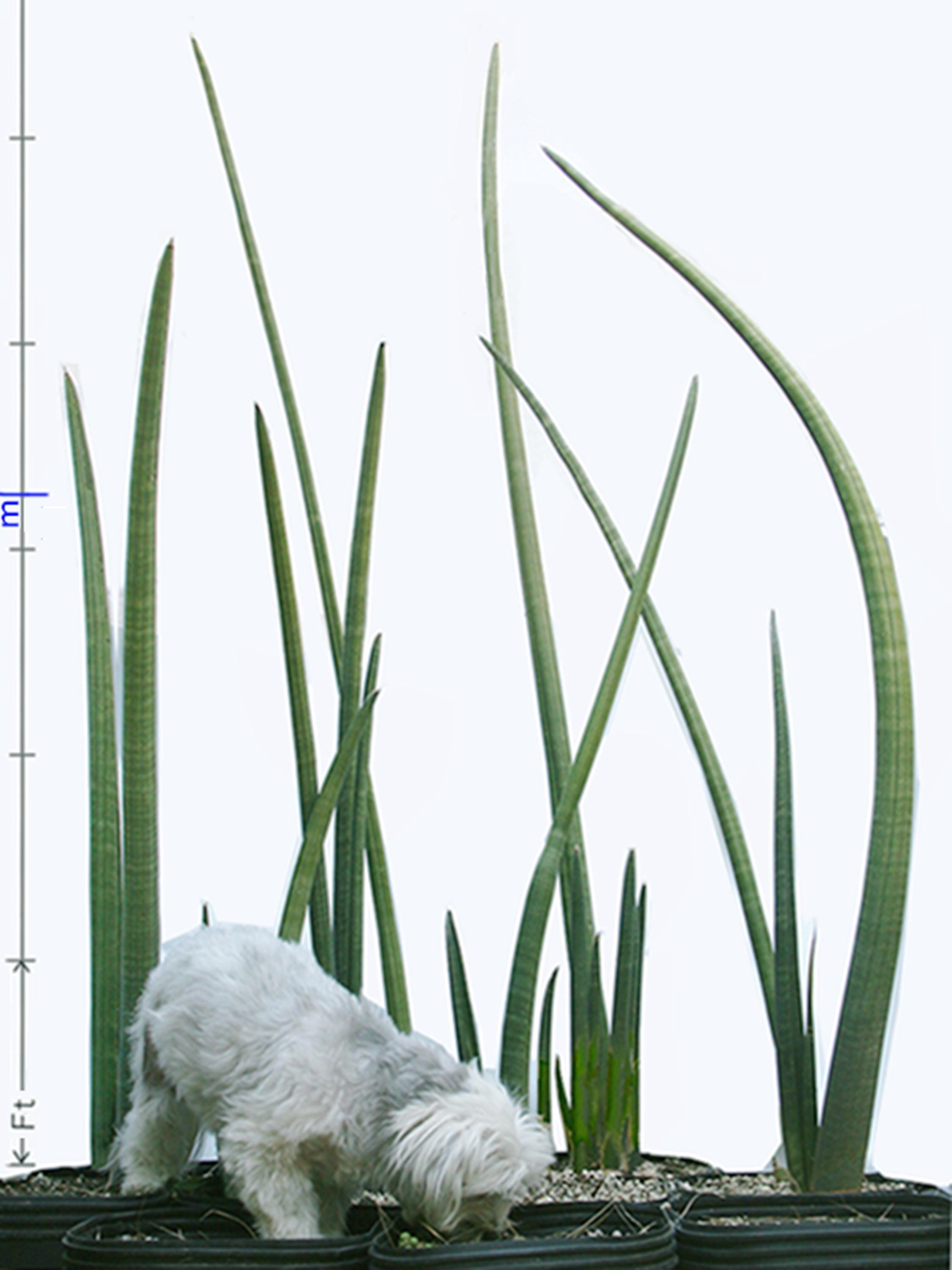 Sansevieria Stuckyi — Zimbabwe : Leaf+roots Robust Healthy Plant ...