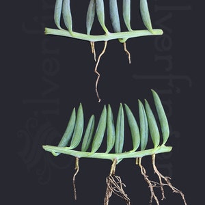 String of Pearls / String of Bananas Plant Senecio radicans Easy to Grow Hanging Succulent image 4