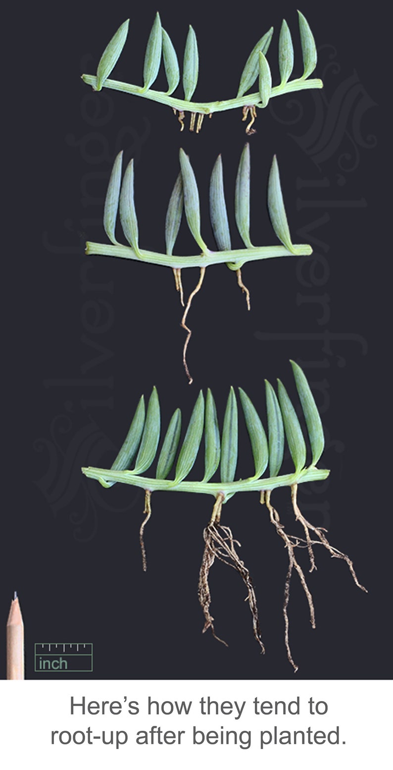 String of Pearls / String of Bananas Plant Senecio radicans Easy to Grow Hanging Succulent image 4