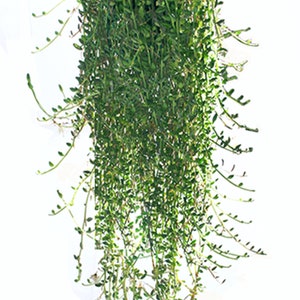 String of Pearls Plant Senecio Herreianus Easy to Grow Hanging Succulent image 3