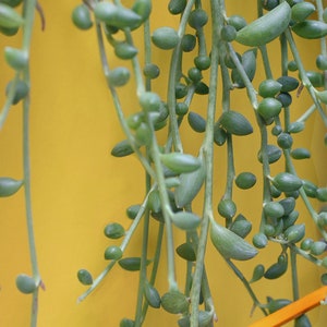 String of Pearls Plant Senecio Herreianus Easy to Grow Hanging Succulent image 7