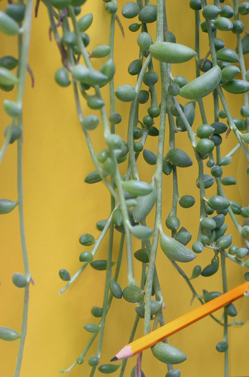 String of Pearls Plant Senecio Herreianus Easy to Grow Hanging Succulent image 7