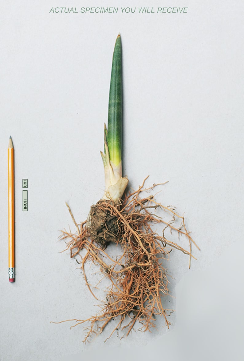 Sansevieria Stuckyi — Zimbabwe : Leaf+roots Robust Healthy Plant ...