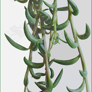 String of Pearls / String of Bananas Plant Senecio radicans Easy to Grow Hanging Succulent image 2