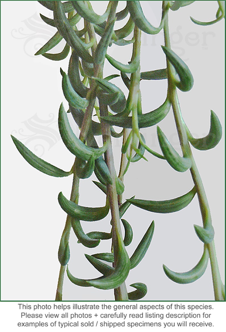 String of Pearls / String of Bananas Plant Senecio radicans Easy to Grow Hanging Succulent image 2