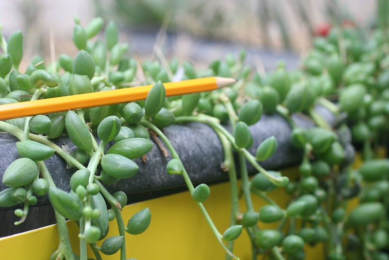 String of Pearls Plant Senecio Herreianus Easy to Grow Hanging Succulent image 6