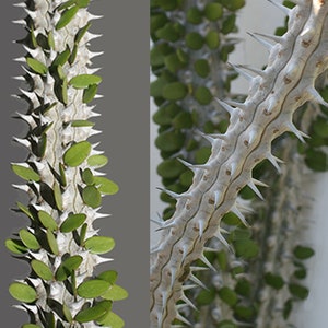 ALLUAUDIA PROCERA : Madagascar Ocotillo – Healthy Live Plants for Desert Garden Xeriscapes