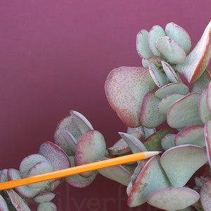 Crassula Arborescens : Succulent Silver Dollar Plant Drought Tolerant Xeriscapes