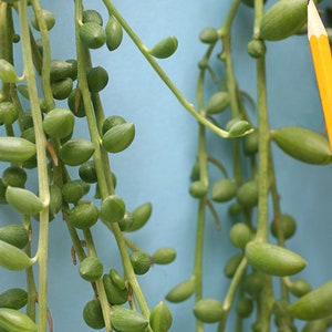 String of Pearls Plant Senecio Herreianus Easy to Grow Hanging Succulent image 4