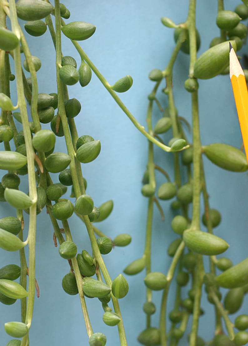 String of Pearls Plant Senecio Herreianus Easy to Grow Hanging Succulent image 4