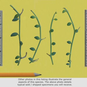 String of Pearls Plant Senecio Herreianus Easy to Grow Hanging Succulent image 9