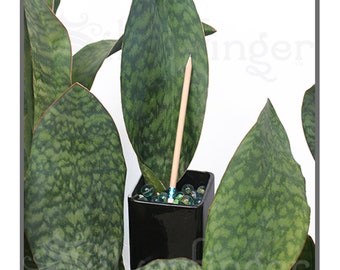 Sansevieria Masoniana — Masons Congo Paddle : Leaf+Roots Robust Healthy Plant
