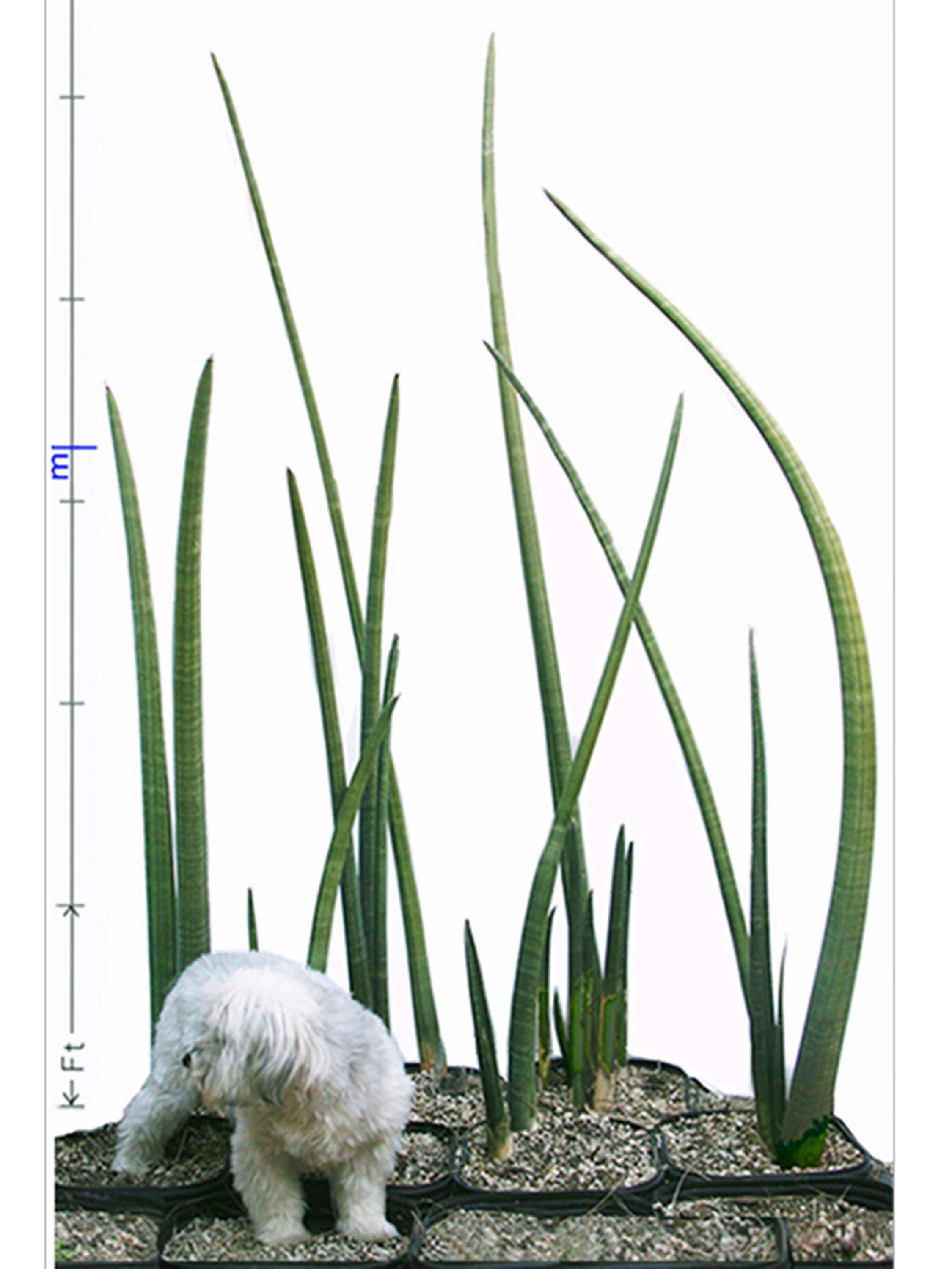 Sansevieria Stuckyi — Zimbabwe : Leaf+roots Robust Healthy Plant ...
