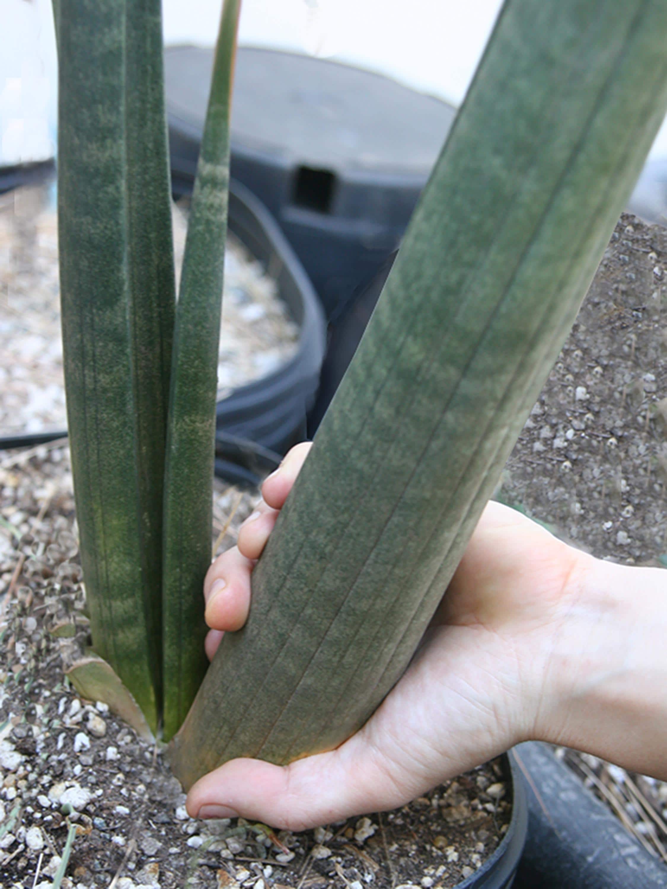 Sansevieria Stuckyi — Zimbabwe : Leaf+roots Robust Healthy Plant ...