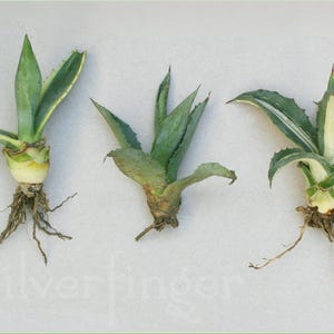 May include: Three small agave plants with exposed roots are displayed against a light background. The plants have green and yellow-green leaves. The roots are thin and brown. A pencil is in the lower left corner.
