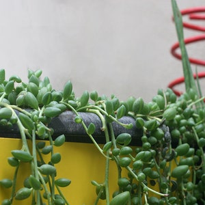 String of Pearls Plant Senecio Herreianus Easy to Grow Hanging Succulent image 1