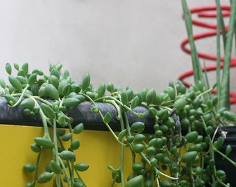 String of Pearls Plant — Senecio Herreianus — Easy to Grow Hanging Succulent