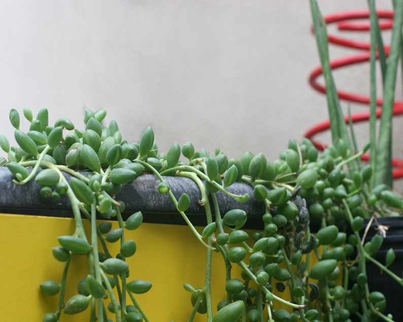 String of Pearls Plant Senecio Herreianus Easy to Grow Hanging Succulent image 1