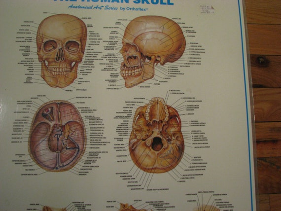 Skull Anatomy Chart