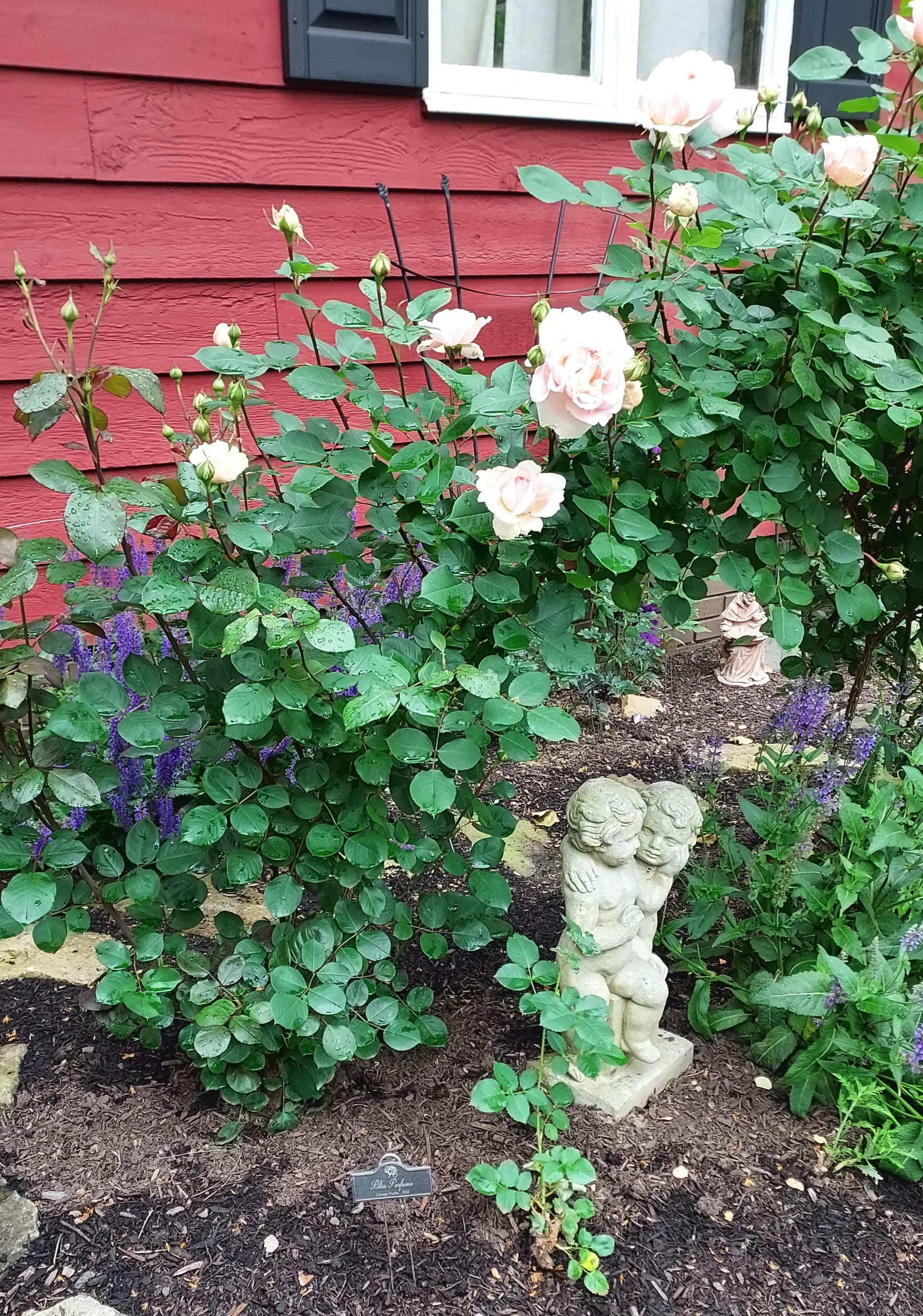 Custom Laser Engraved Copper Plant Rose Markers Stakes Garden Accessories