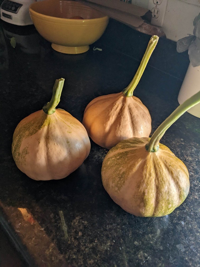 RARE HISTORIC Cherokee Tan Pumpkin Seeds Western Band Tribal Heirloom