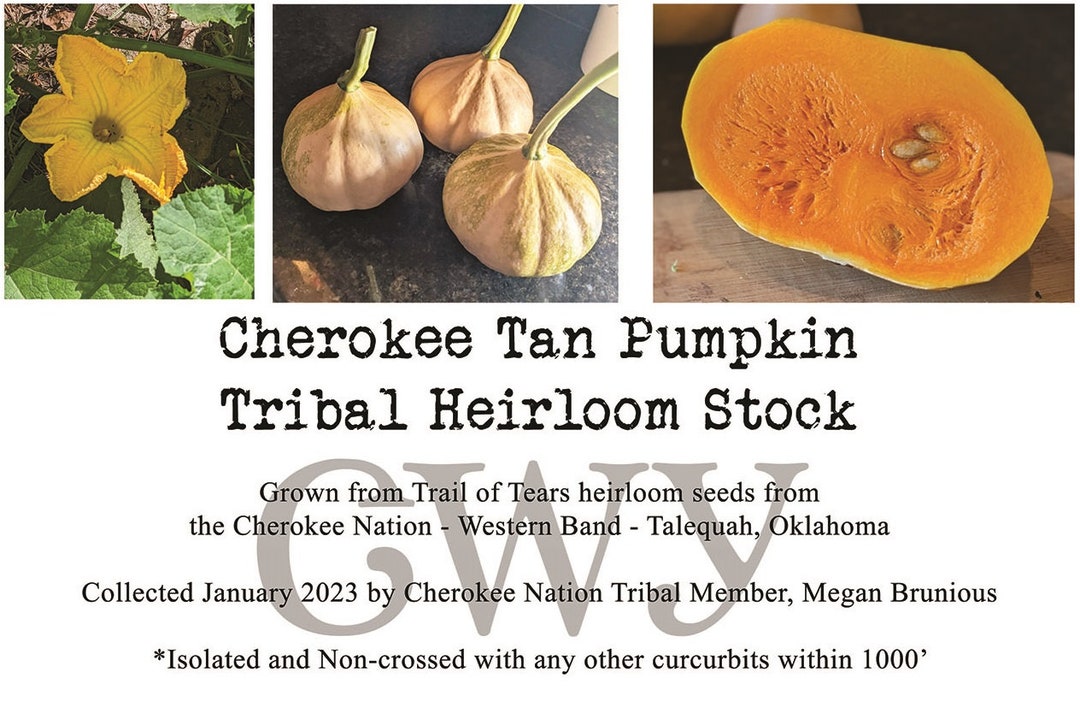 RARE HISTORIC Cherokee Tan Pumpkin Seeds Western Band Tribal Etsy