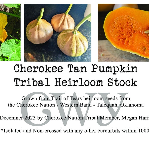 RARE HISTORIC Cherokee Tan Pumpkin Seeds - Western Band Tribal Heirloom Stock from Trail of Tears