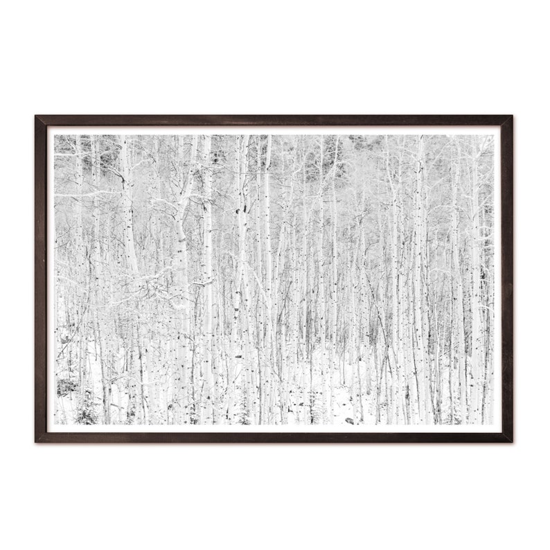 Black and White Winter Print, Colorado Print, Aspen Tree Wall Art