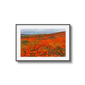 Landscape Photography Print, California Poppy Fields, Floral Photography, Colorful Wall Art, Poppy Wall Art