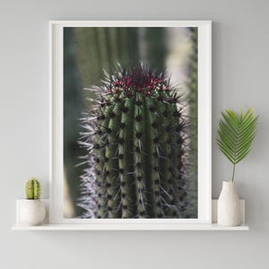 Kaktusdruck, Kaktusdruck, Kaktusfotografie, südwestliches Wohndekor, Botanische Drucke, Naturfotografie, Grüner Kaktusdruck
