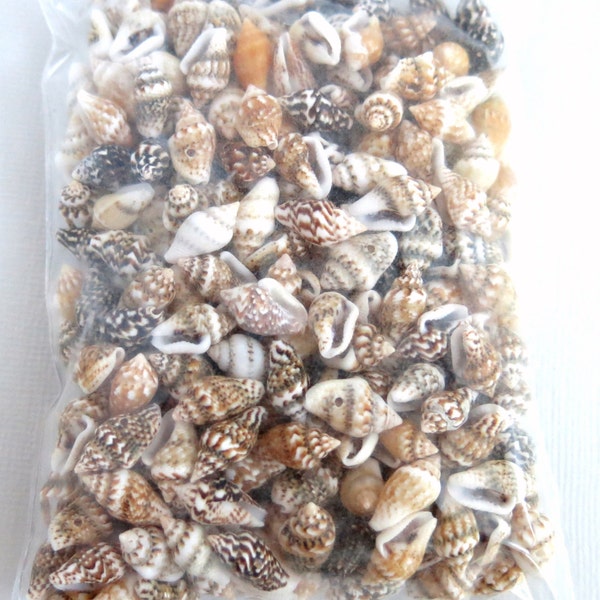 Conch Shell Beads - Package of 240 beads - White Ivory Brown Tan