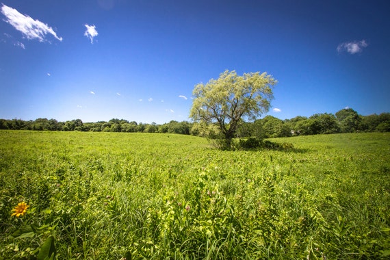 Grassy Land Etsy