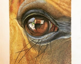 Original Horse Portrait - Size: 7” x 8” Color Pencil