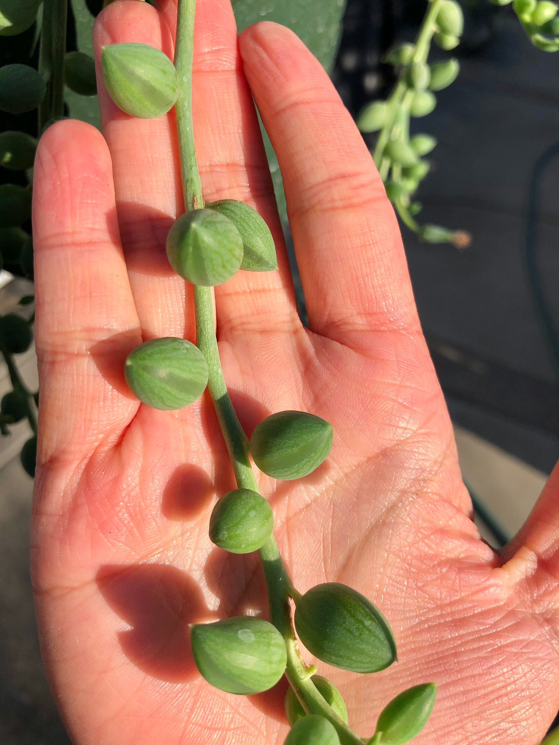 String of Watermelon Cutting RARE Etsy