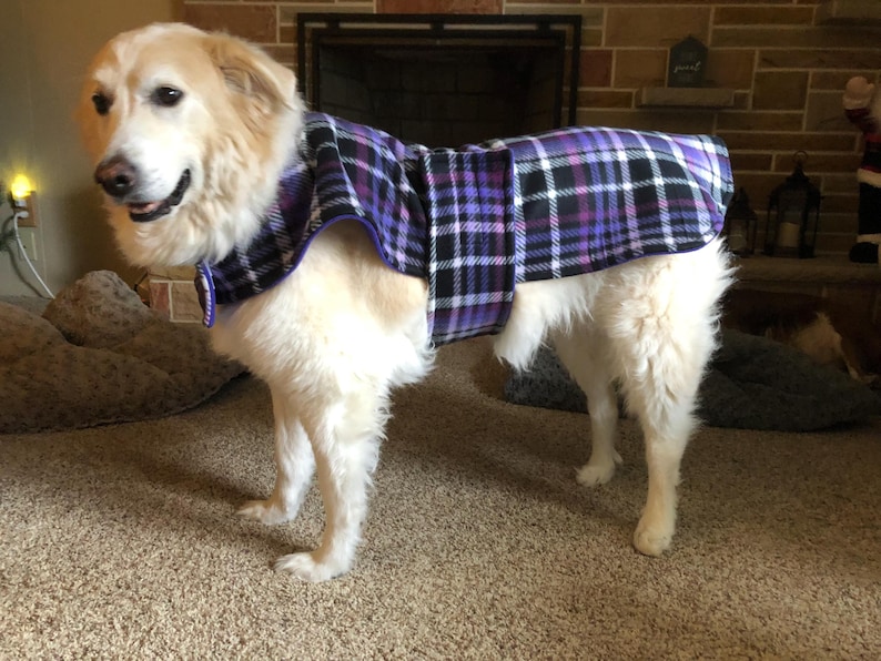 May include: A white dog wearing a purple and black plaid fleece dog coat. The dog is standing on a brown carpet.