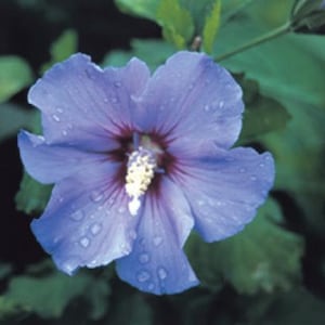 Hibiscus Syriacus Purple Satin Rose of Sharon Seeds image 2