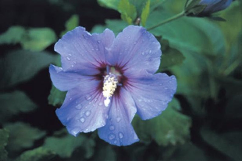 Hibiscus Syriacus Purple Satin Rose of Sharon Seeds image 2